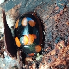 Paropsisterna beata (Blessed Leaf Beetle) at Latham, ACT - 21 Aug 2020 by tpreston