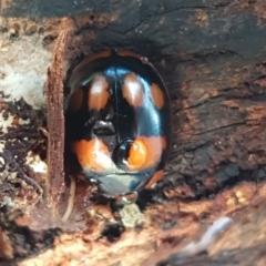 Paropsisterna beata at Latham, ACT - 22 Aug 2020