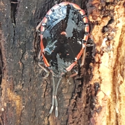 Diemenia rubromarginata (Pink-margined bug) at Latham, ACT - 22 Aug 2020 by trevorpreston