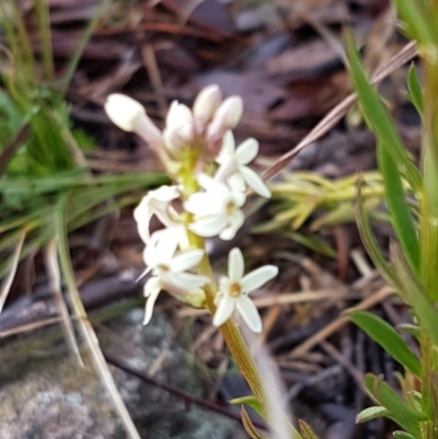 Stackhousia monogyna (Creamy Candles) at Latham, ACT - 21 Aug 2020 by tpreston