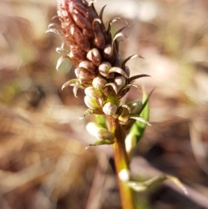 Stackhousia monogyna at Latham, ACT - 22 Aug 2020