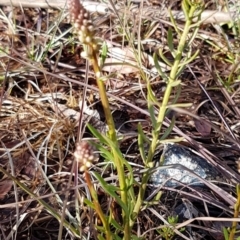 Stackhousia monogyna at Latham, ACT - 22 Aug 2020