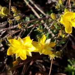 Hibbertia calycina (Lesser Guinea-flower) at Latham, ACT - 21 Aug 2020 by tpreston