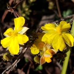 Hibbertia calycina at Latham, ACT - 22 Aug 2020