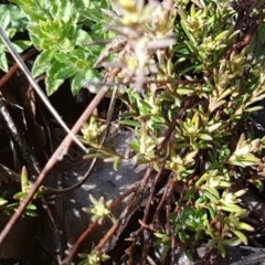 Hibbertia calycina at Latham, ACT - 22 Aug 2020