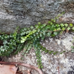 Asplenium flabellifolium (Necklace Fern) at Latham, ACT - 22 Aug 2020 by trevorpreston