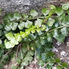 Asplenium flabellifolium at Latham, ACT - 22 Aug 2020 08:52 AM