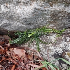 Asplenium flabellifolium at Latham, ACT - 22 Aug 2020