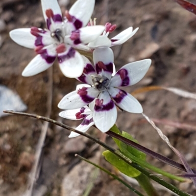 Wurmbea dioica subsp. dioica (Early Nancy) at Latham, ACT - 22 Aug 2020 by trevorpreston