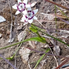 Wurmbea dioica subsp. dioica at Latham, ACT - 22 Aug 2020