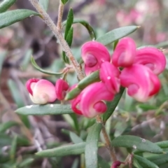Grevillea (genus) (Grevillea) at Latham, ACT - 22 Aug 2020 by trevorpreston