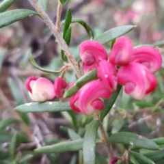 Grevillea sp. (Grevillea) at Latham, ACT - 21 Aug 2020 by tpreston