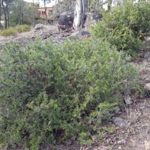 Grevillea sp. at Latham, ACT - 22 Aug 2020 08:56 AM