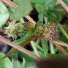 Opercularia hispida (Hairy Stinkweed) at Latham, ACT - 21 Aug 2020 by tpreston