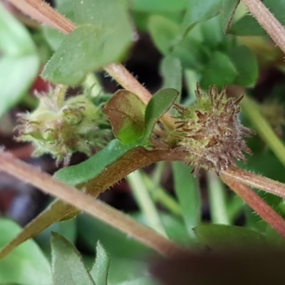 Opercularia hispida (Hairy Stinkweed) at Latham, ACT - 22 Aug 2020 by trevorpreston