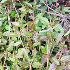 Opercularia hispida at Latham, ACT - 22 Aug 2020