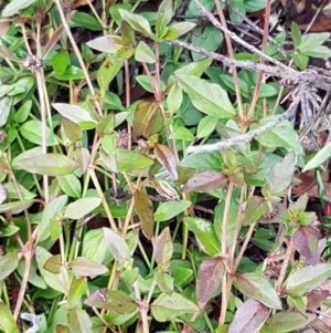 Opercularia hispida at Latham, ACT - 22 Aug 2020