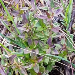 Opercularia hispida at Latham, ACT - 22 Aug 2020