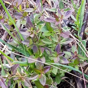 Opercularia hispida at Latham, ACT - 22 Aug 2020