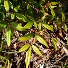 Nandina domestica at Latham, ACT - 22 Aug 2020