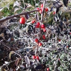 Cotoneaster pannosus (Cotoneaster) at Latham, ACT - 22 Aug 2020 by trevorpreston