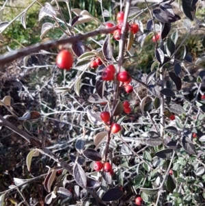 Cotoneaster pannosus at Latham, ACT - 22 Aug 2020