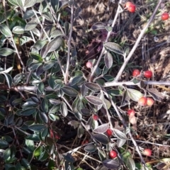 Cotoneaster pannosus at Latham, ACT - 22 Aug 2020 09:01 AM