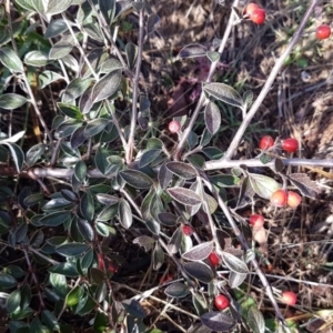 Cotoneaster pannosus at Latham, ACT - 22 Aug 2020