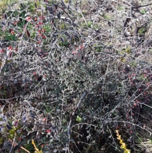 Cotoneaster pannosus at Latham, ACT - 22 Aug 2020 09:01 AM