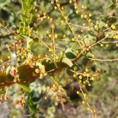 Acacia pravissima (Wedge-leaved Wattle, Ovens Wattle) at Umbagong District Park - 21 Aug 2020 by tpreston