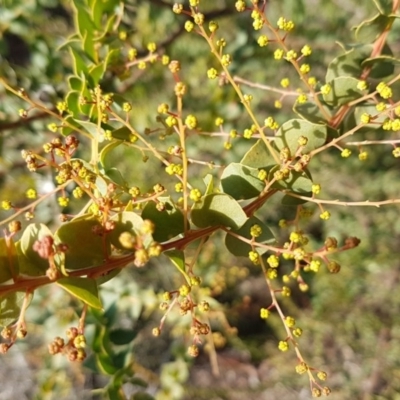 Acacia pravissima (Wedge-leaved Wattle, Ovens Wattle) at Latham, ACT - 22 Aug 2020 by trevorpreston