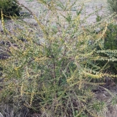 Acacia pravissima at Latham, ACT - 22 Aug 2020