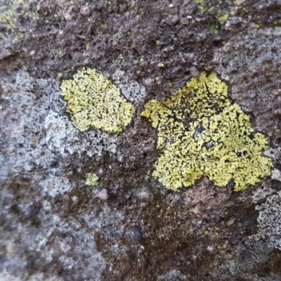 Rhizocarpon geographicum (Yellow Map Lichen) at Umbagong District Park - 21 Aug 2020 by tpreston