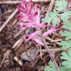 Fumaria bastardii (Bastard Fumitory) at Umbagong District Park - 21 Aug 2020 by tpreston