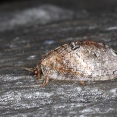 Drepanacra binocula (Notched brown lacewing) at Mount Ainslie - 20 Aug 2020 by jb2602