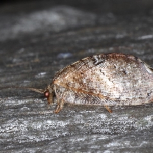 Drepanacra binocula at Majura, ACT - 20 Aug 2020 05:32 PM