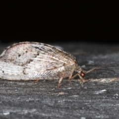 Drepanacra binocula at Majura, ACT - 20 Aug 2020 05:32 PM