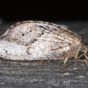 Drepanacra binocula at Majura, ACT - 20 Aug 2020 05:32 PM