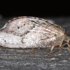 Drepanacra binocula at Majura, ACT - 20 Aug 2020