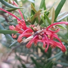 Grevillea sp. (Grevillea) at Umbagong District Park - 21 Aug 2020 by tpreston