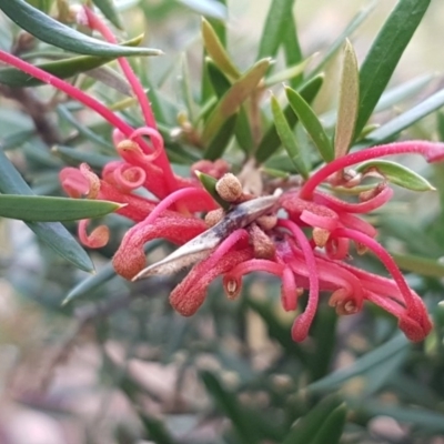 Grevillea (genus) (Grevillea) at Latham, ACT - 22 Aug 2020 by trevorpreston