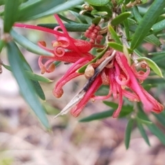 Grevillea sp. at Latham, ACT - 22 Aug 2020 09:12 AM