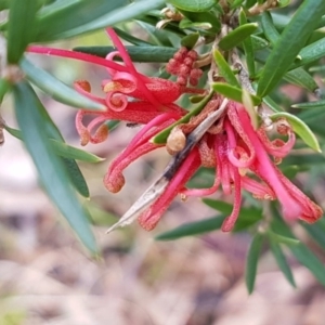 Grevillea sp. at Latham, ACT - 22 Aug 2020