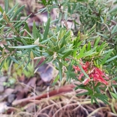 Grevillea sp. at Latham, ACT - 22 Aug 2020 09:12 AM