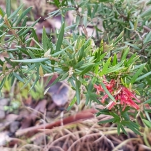 Grevillea sp. at Latham, ACT - 22 Aug 2020 09:12 AM