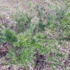 Grevillea sp. at Latham, ACT - 22 Aug 2020 09:12 AM