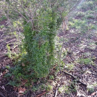 Asparagus asparagoides (Bridal Creeper, Florist's Smilax) at Mount Ainslie - 21 Aug 2020 by SilkeSma