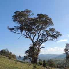 Eucalyptus melliodora (Yellow Box) at Banks, ACT - 31 Mar 2020 by michaelb