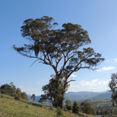 Eucalyptus melliodora (Yellow Box) at Banks, ACT - 31 Mar 2020 by MichaelBedingfield