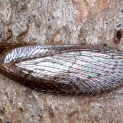 Psychobiella sp. (genus) (Brown Lacewing) at Mount Ainslie - 20 Aug 2020 by jb2602